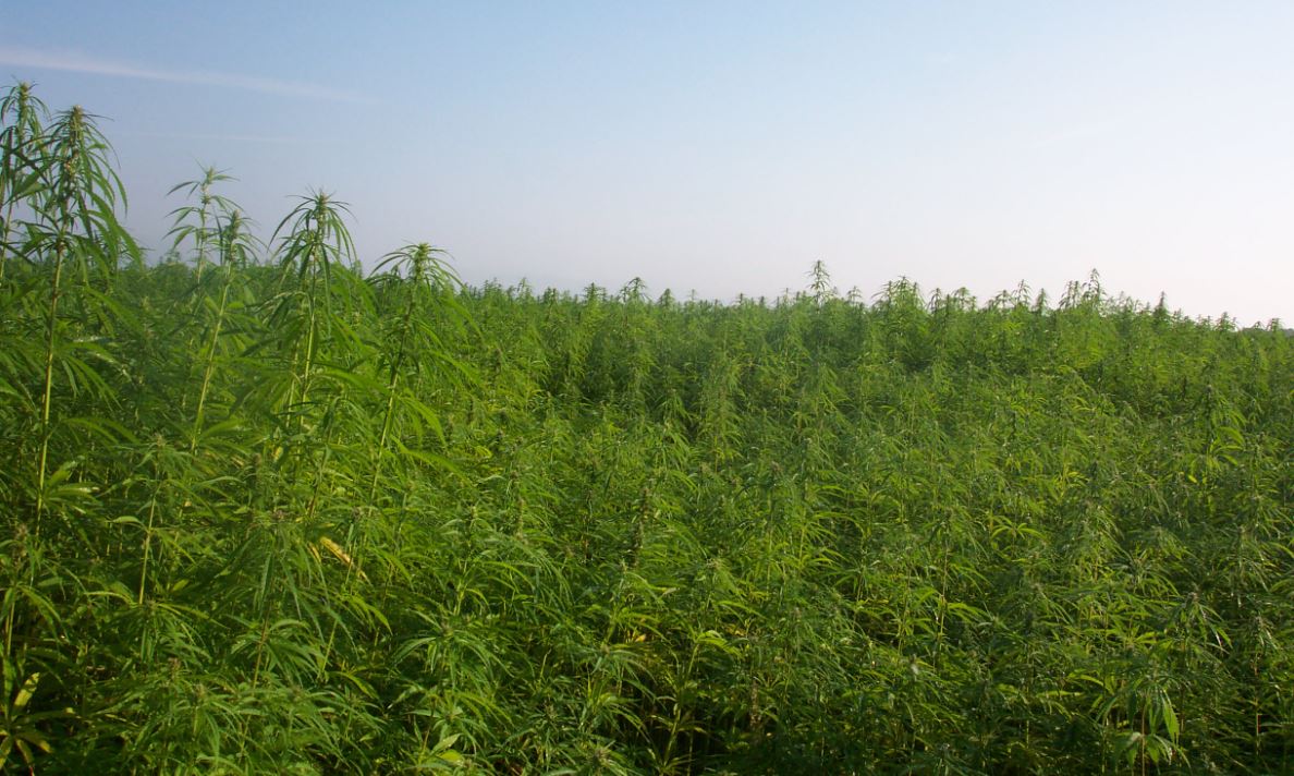 Industrial Hemp Farm in France